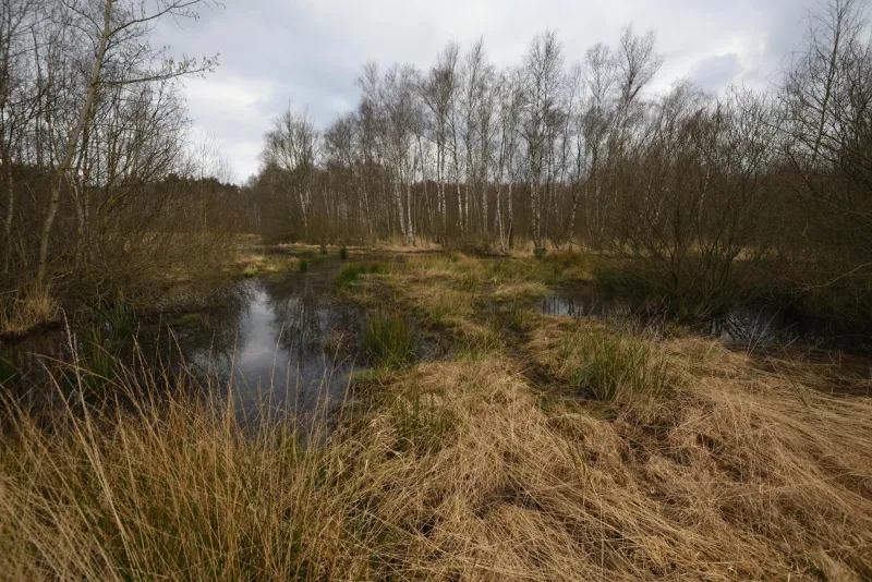 Brewing the Drowned Country: How Fenland Ales Taste of England's Lost Wilderness