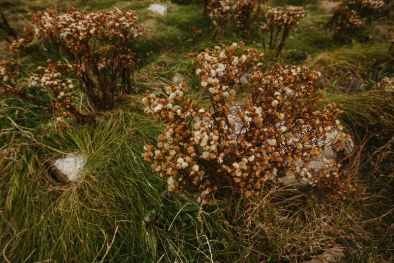 Colour From the Commonplace: The Dyers Reading Britain's Hedgerows as Living Archives