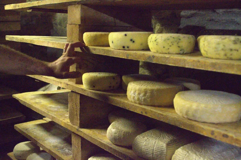Curds, Culture and the Quiet Rebellion: Britain's Farmhouse Cheese Renaissance