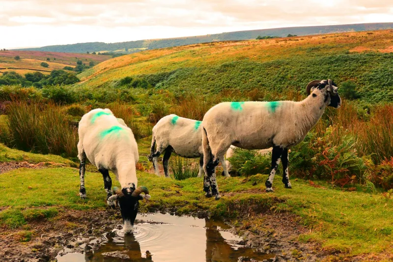 Echoes Across the Fells: Young Shepherds Revive Britain's Ancient Language of the Hills