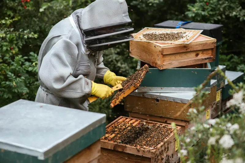 The Keepers of the Ancient Covenant: Why Britain's Beekeepers Still Whisper to Their Hives