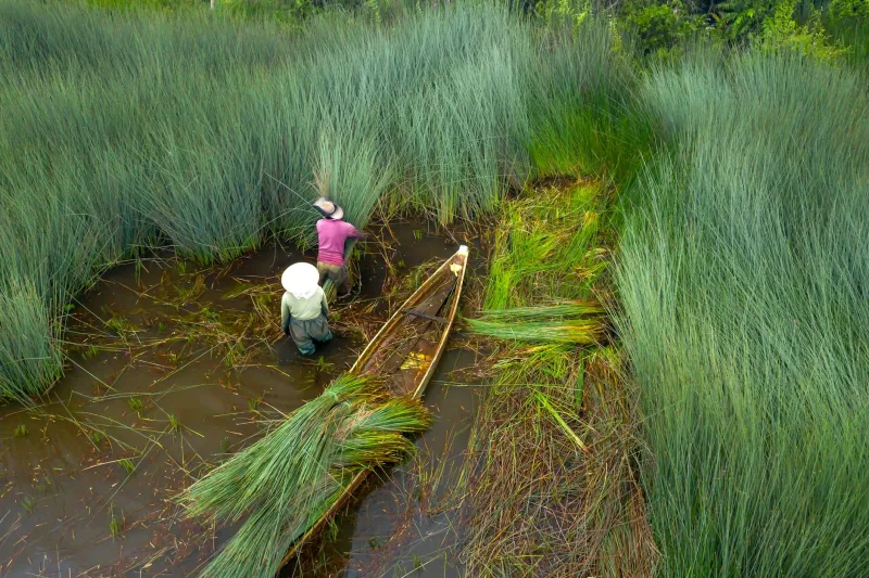 Winter's Golden Harvest: Following the Reed Cutters Who Crown Britain's Rooftops