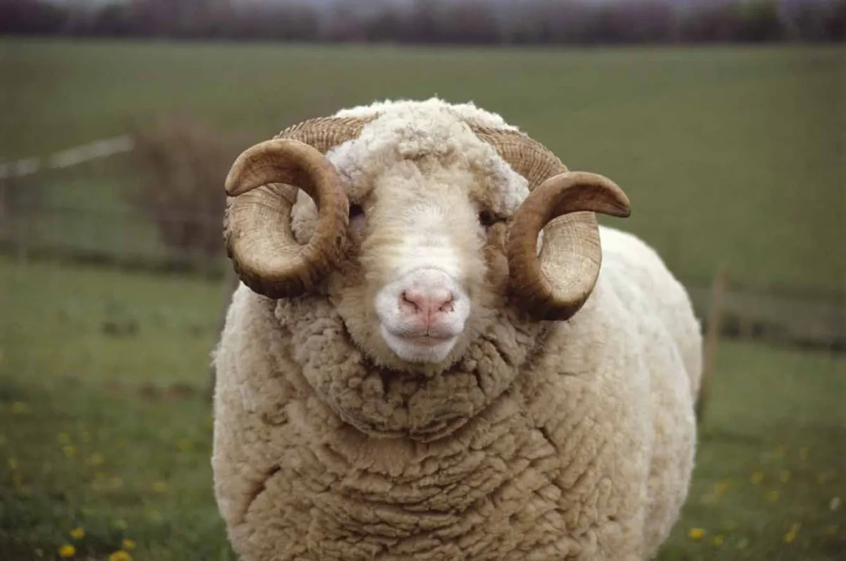 Dorset Horns